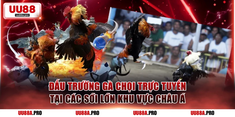 Đấu trường gà chọi trực tuyến tại các sới lớn khu vực châu Á